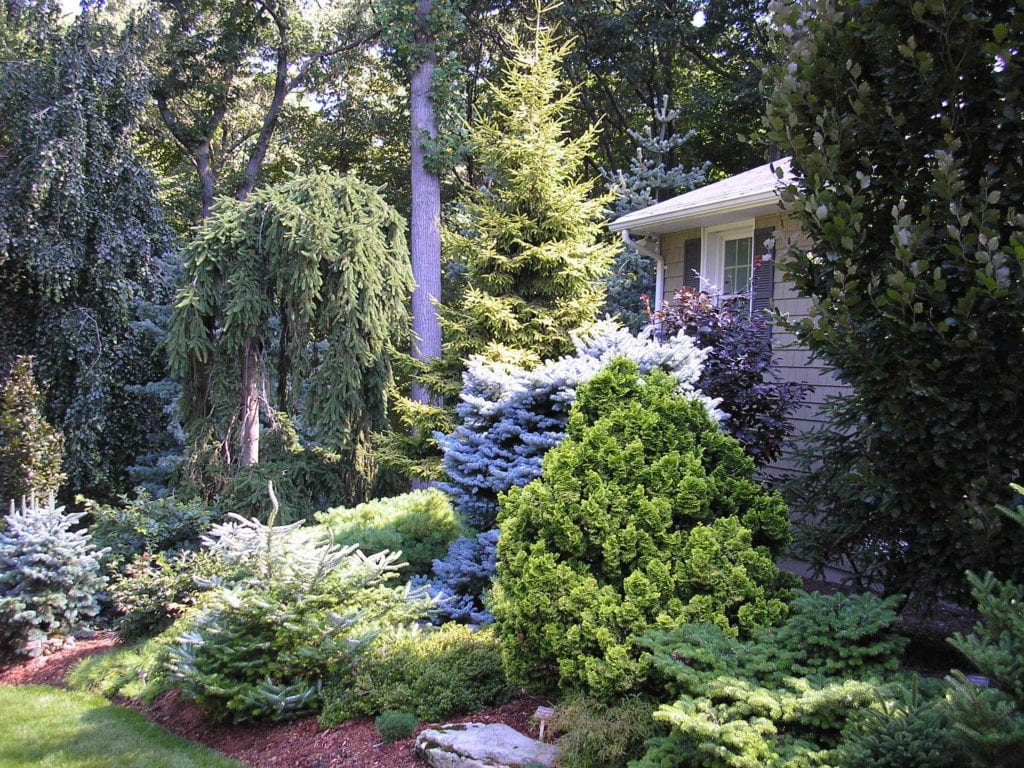Tree & Shrub Planting in Westbrook project 2