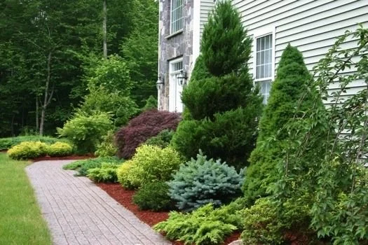 Tree & Shrub Planting in Westbrook project 9